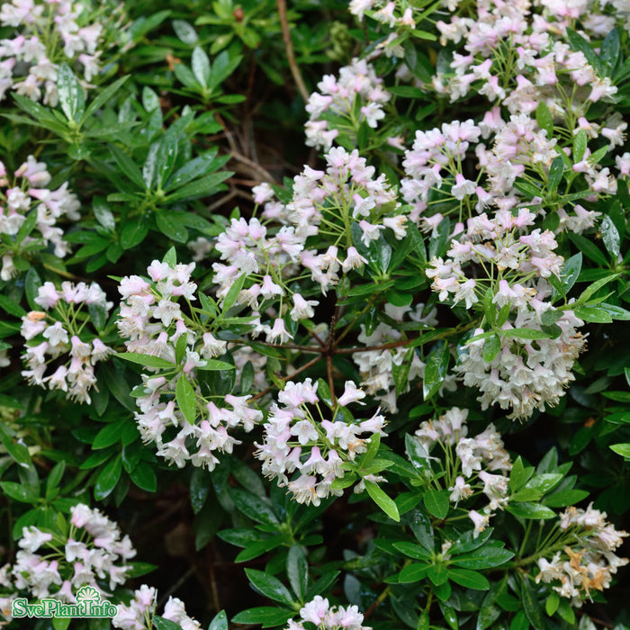 Rhododendron micranthum 'Bloombux Pink' C5 30-40cm