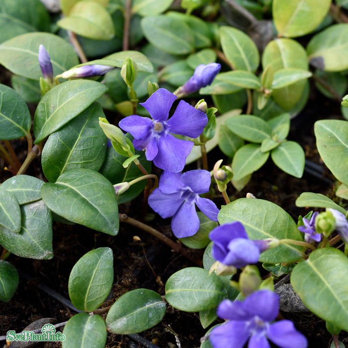 Vinca minor A-kval