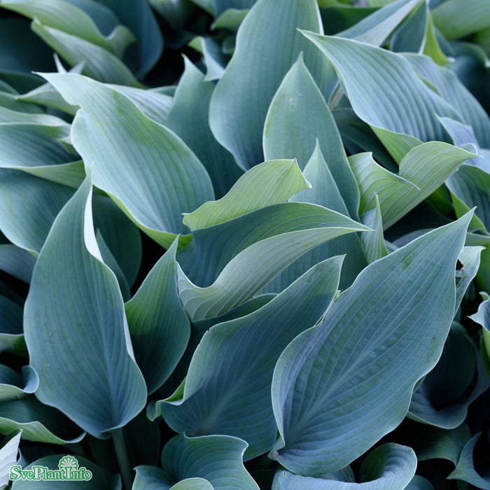 Hosta (Tardiana) 'Halcyon' A-kval