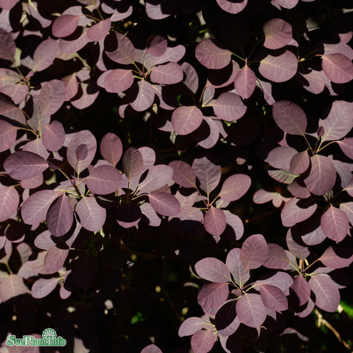 Cotinus coggygria 'Royal Purple' Busk C4,5
