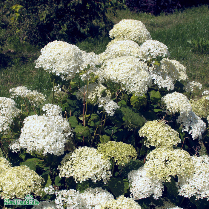 Hydrangea arborescens 'Annabelle' Busk C3,5