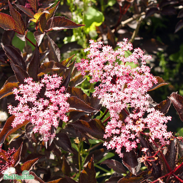 Sambucus nigra 'Black Beauty' Solitär C25 125-150cm