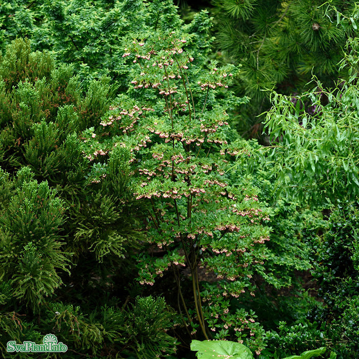 Enkianthus campanulatus C20 125-150cm