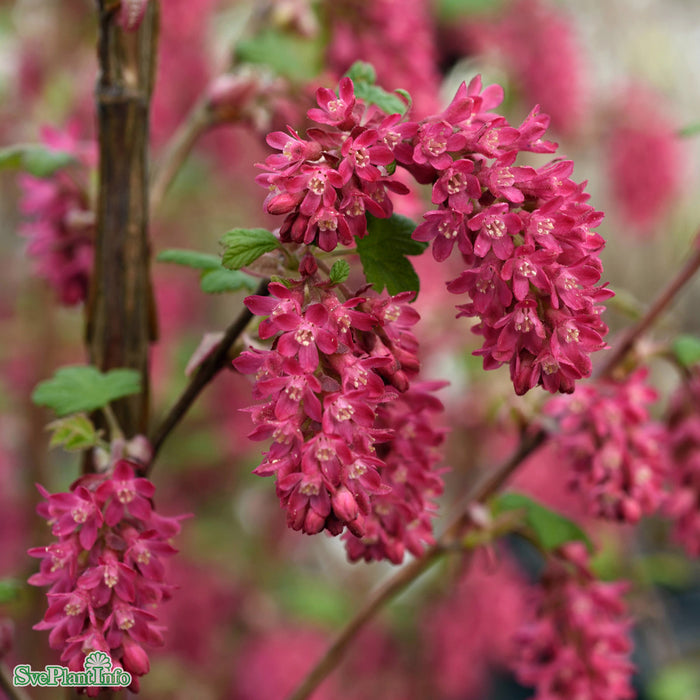 Ribes sanguineum 'Koja' Busk C3,5