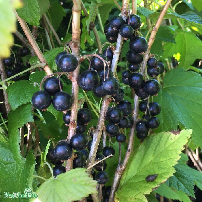 Ribes nigrum 'Titania' Busk C3,5