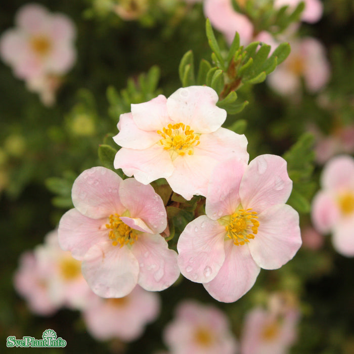 Dasiphora (Fruticosa) 'Pink Beauty' Busk C3,5