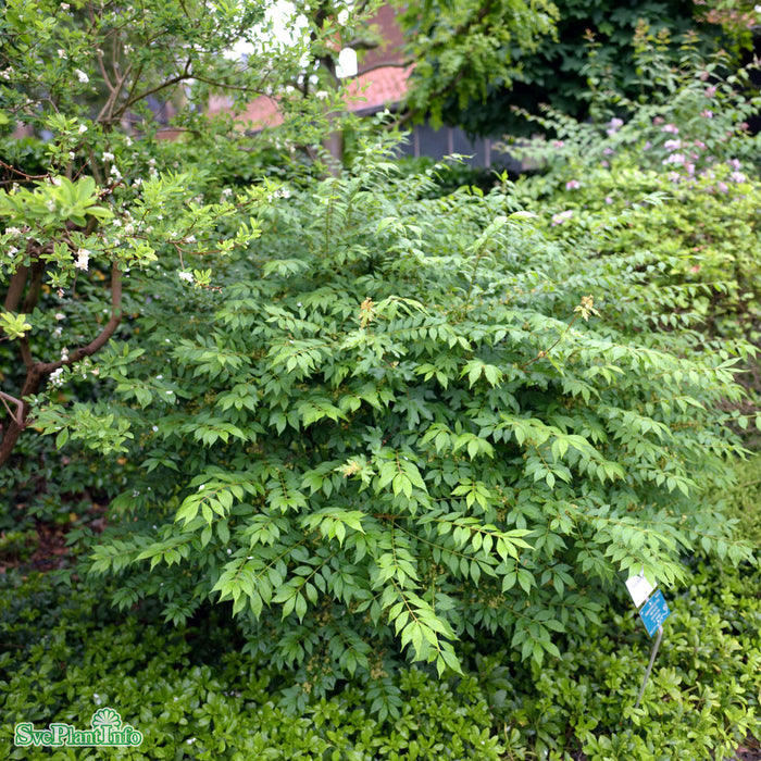 Euonymus alatus Solitär Kl 80-100cm