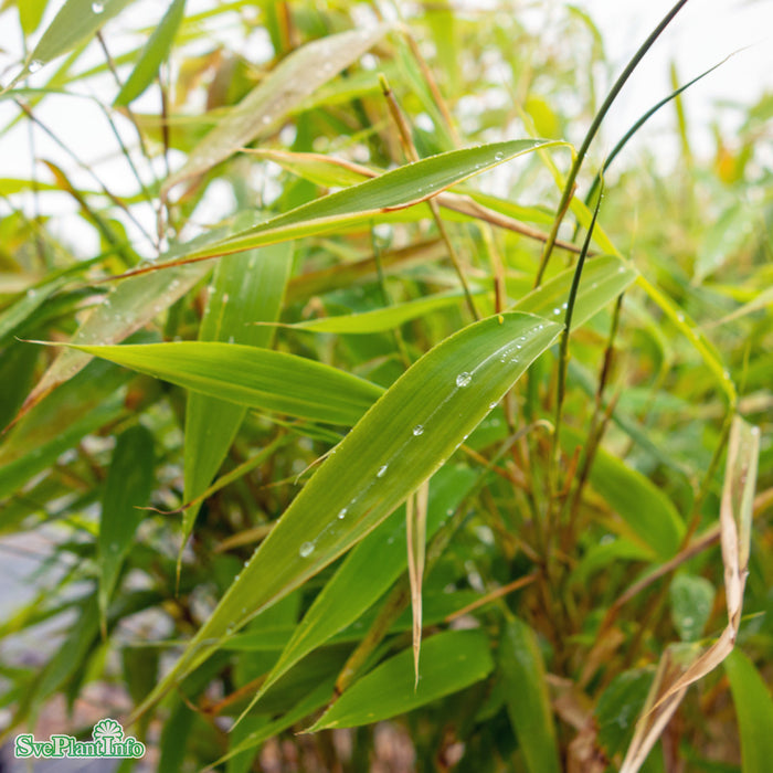 Fargesia murielae 'Panda' C10 80-100cm