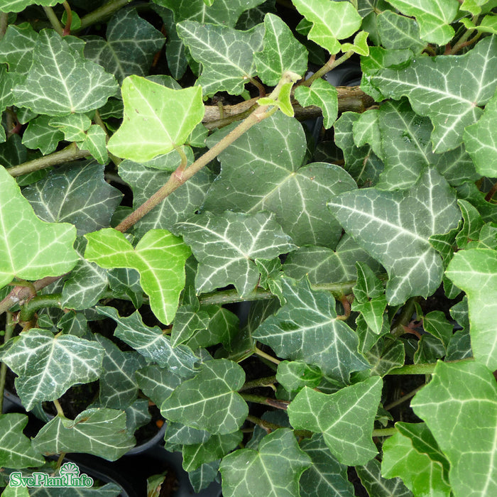 Hedera helix 'Grafik' E A-kval C2