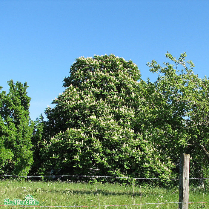 Aesculus hippocastanum Högstam Kl So 10-12
