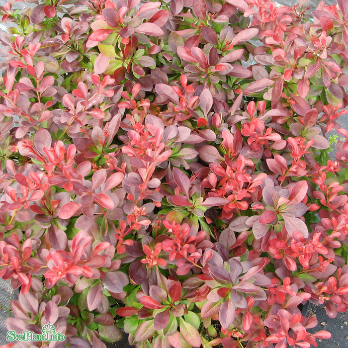 Berberis thunbergii 'Atropurpurea Nana' Busk C4,5 30-40cm
