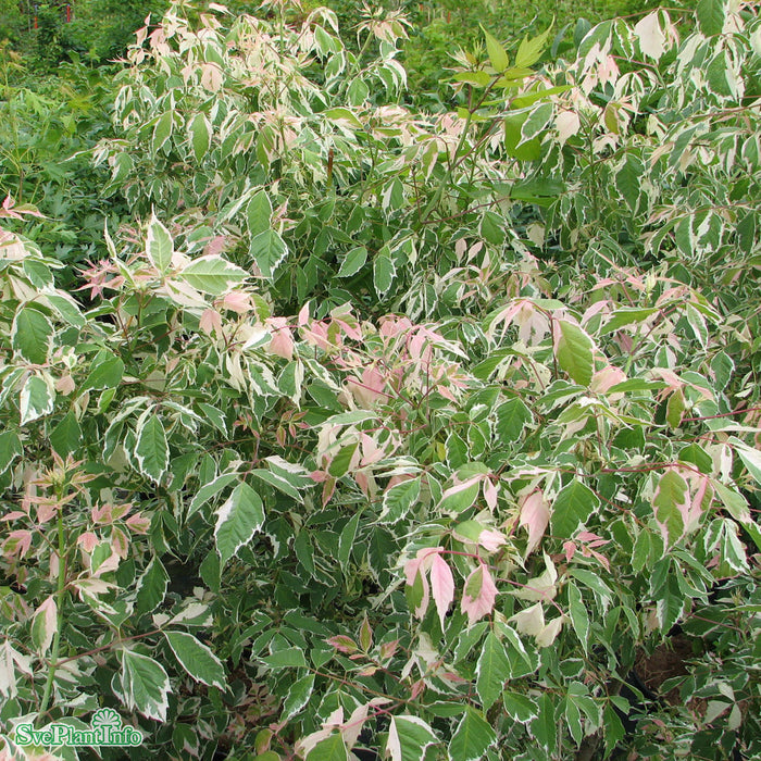 Acer negundo 'Flamingo' C4,5 60-80cm