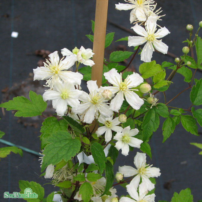 Clematis 'Paul Farges' (Summer Snow) C5