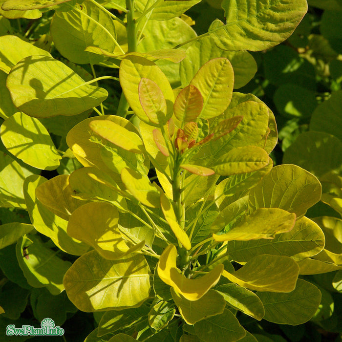 Cotinus coggygria 'Golden Lady' C4,5 40-60cm