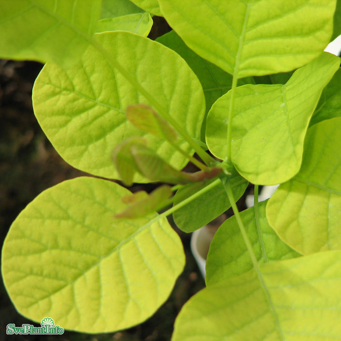 Cotinus coggygria 'Golden Lady' C4,5 40-60cm
