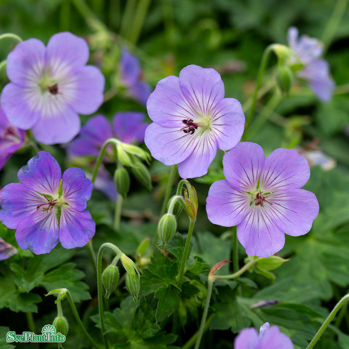 Geranium 'Azure Rush' A-kval