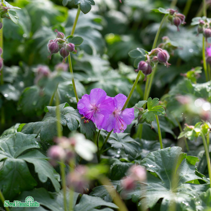 Geranium cantabrigiense 'Karmina' A-kval