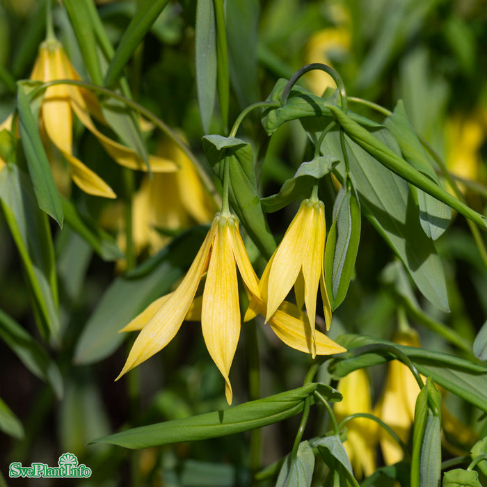 Uvularia grandiflora A-kval