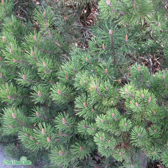 Pinus mugo mughus C5 30-40cm