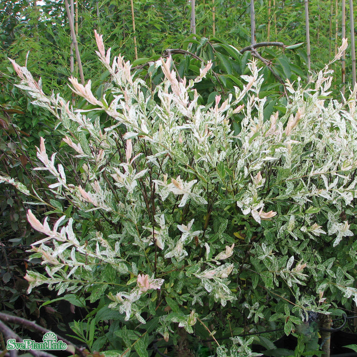 Salix integra 'Hakuro Nishiki' C15 80-100cm
