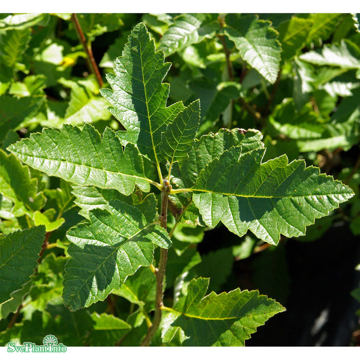 Sorbus mougeotii Ungträd C 7,5 150-175cm