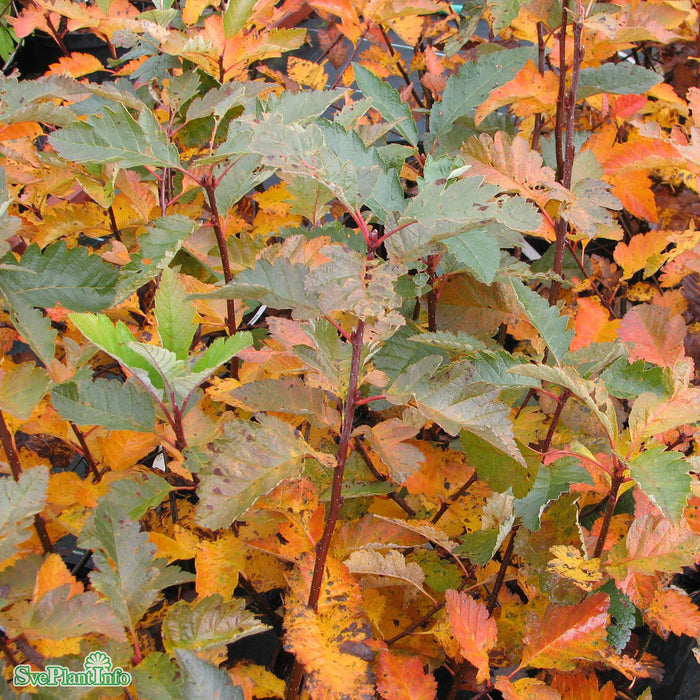 Sorbus mougeotii Ungträd C 7,5 150-175cm