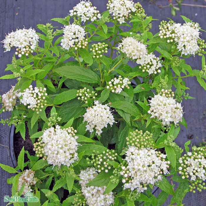 Spiraea japonica 'Albiflora' C3,5