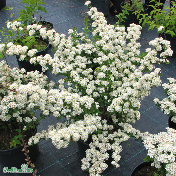 Spiraea nipponica 'June Bride' Busk C3,5