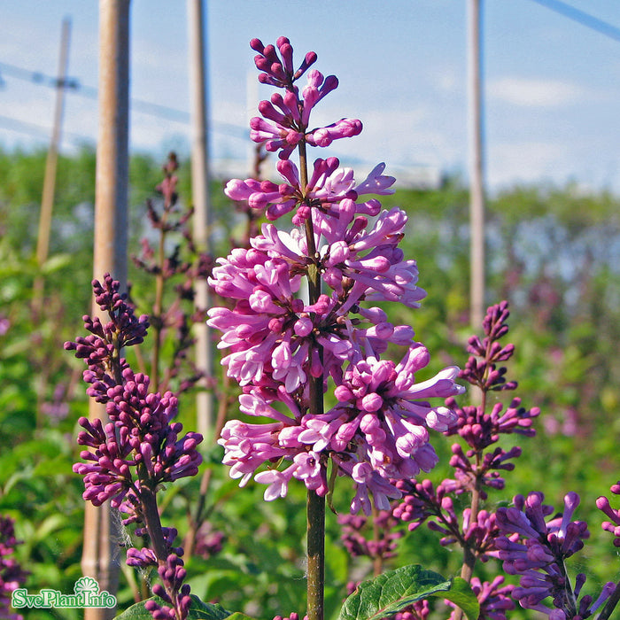 Syringa x josiflexa 'Royalty' Busk C5