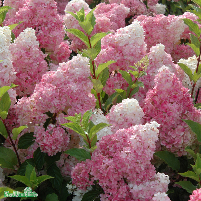Hydrangea paniculata 'Vanille-Fraise' Busk C6