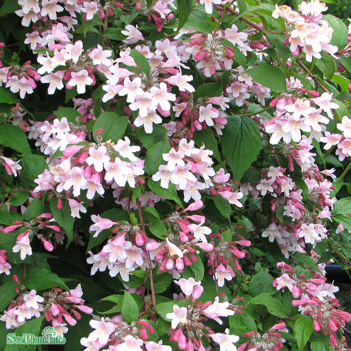 Kolkwitzia amabilis 'Pink Cloud' Busk C5