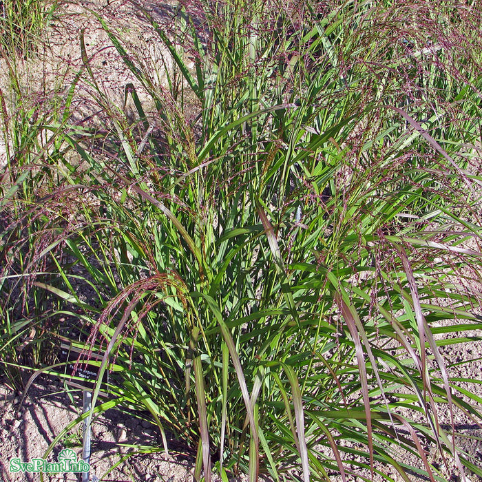 Panicum virgatum 'Squaw' A-kval C2