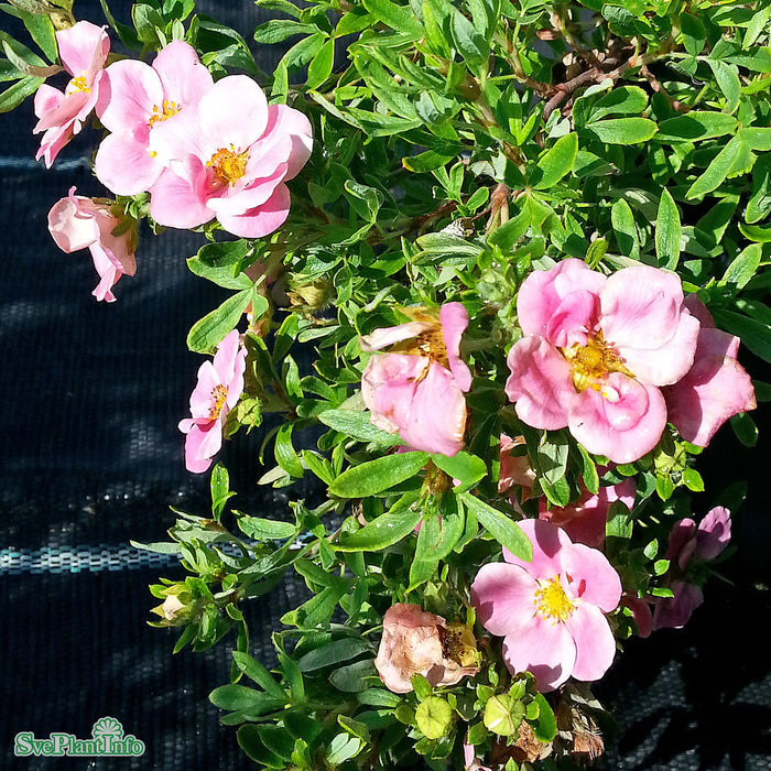 Dasiphora (Fruticosa) Pink Paradise A Kval C5