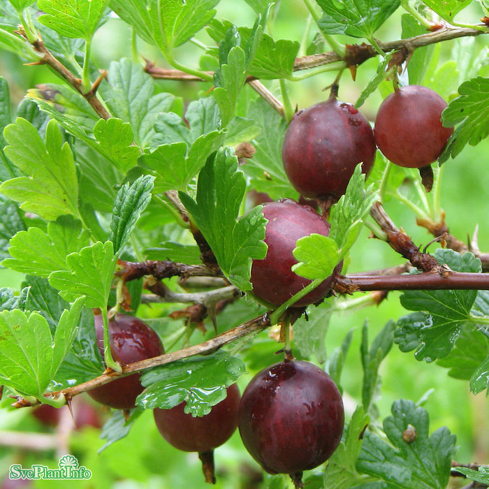 Ribes (Grossularia) 'Hinnonmäki Röd' Busk C3