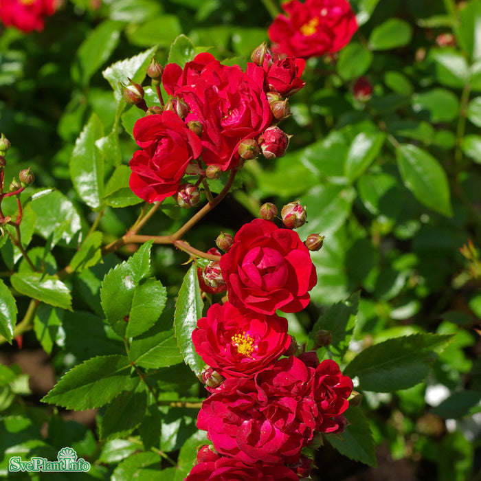 Rosa 'Fairy Dance' A-kval C4