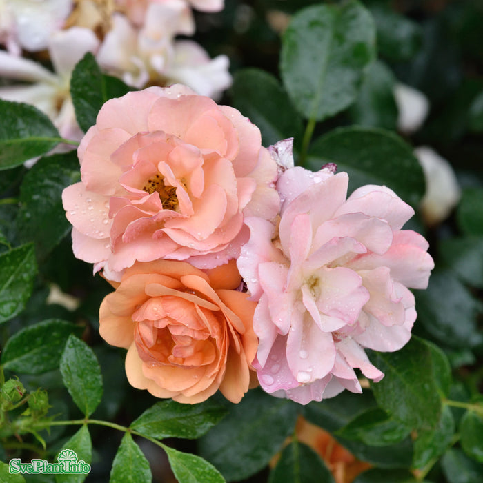 Rosa 'Aprikola' A kval C4