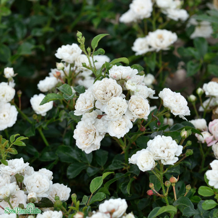 Rosa 'White The Fairy' A kval C4