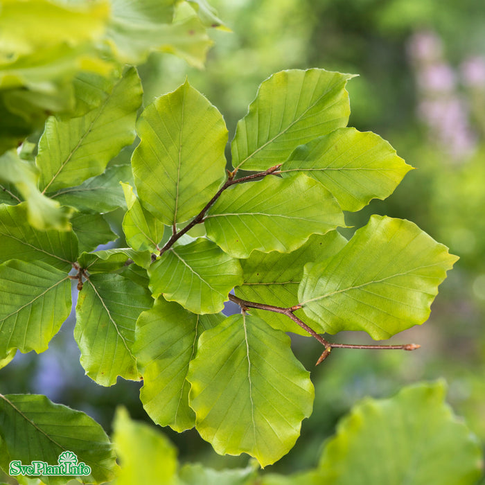 Fagus sylvatica fk Gottåsa E Häck 100-125cm C5