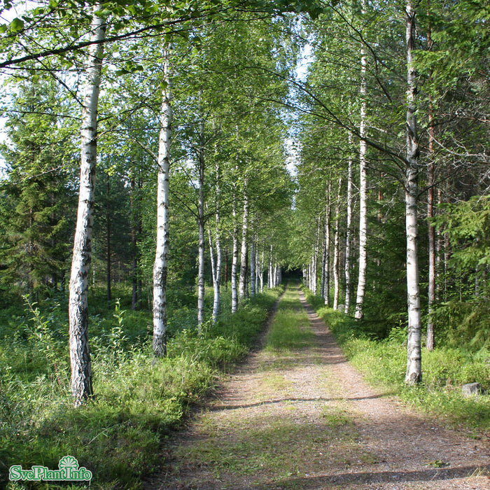 Betula pendula fk Julita E Ungträd 200-250 cm Co