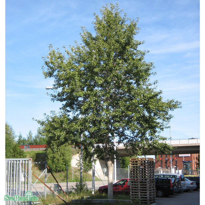 Populus balsamifera Ungträd 150-200cm