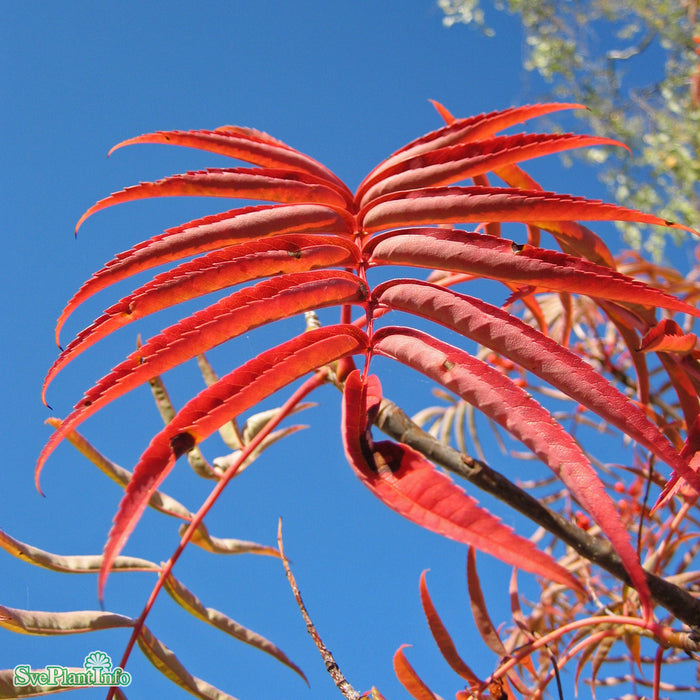 Aesculus carnea 'Briotii' Högstam Kl So 10-12