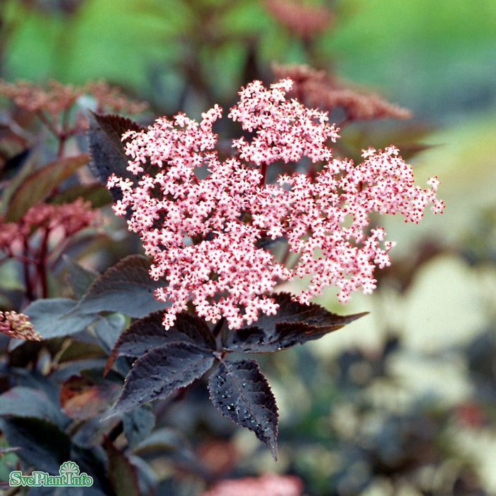 Sambucus nigra 'Black Beauty'  Solitär C25 125-150cm