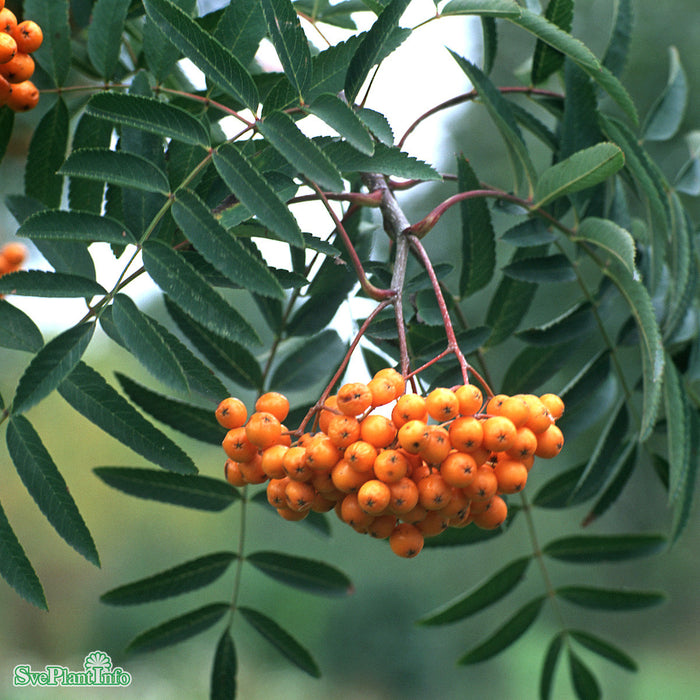 Sorbus (Commixta) 'Birgitta' E Ungträd 200-250cm C10
