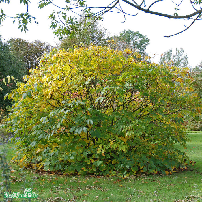 Aesculus parviflora C20 80-100cm
