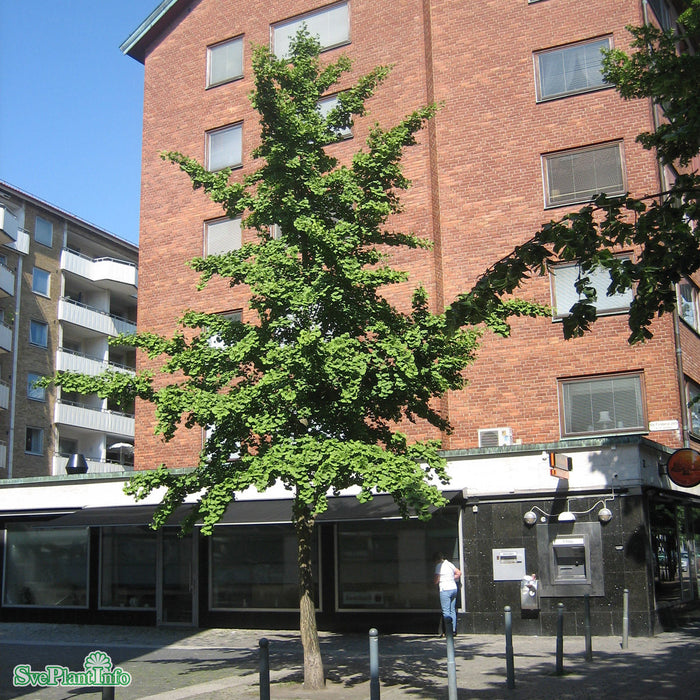 Ginkgo biloba Busk C25 125cm