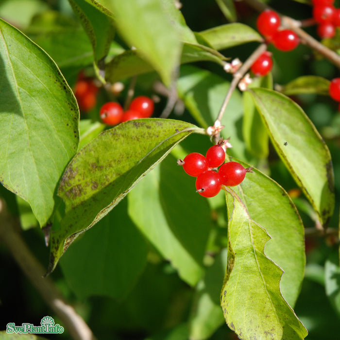 Lonicera maackii 'Kristall' E Sol 80-100 C10
