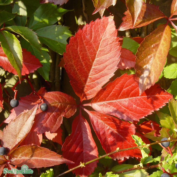 Parthenocissus quinquefolia var. engelmannii ' A-Kval C2