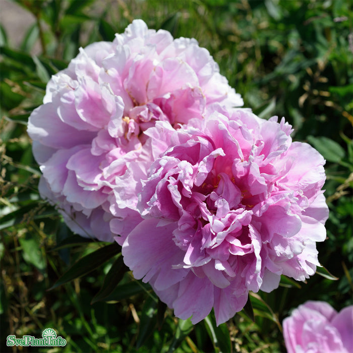 Paeonia lactiflora 'Alexander Flemming' A-kval C2