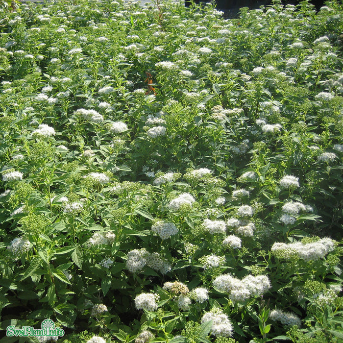 Spiraea japonica 'Albiflora' C3,5