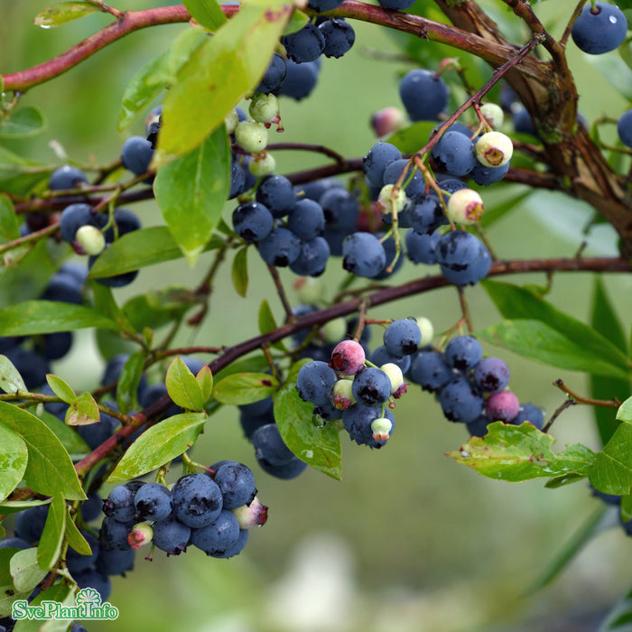 Vaccinium corymbosum 'Goldtraube' Busk C5